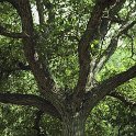 Juglans regia (2)